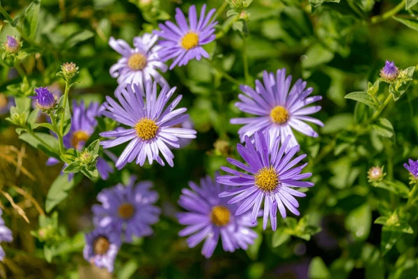Purple Yellow Erigeron Flower seeds for Planting - Cottage Garden Essential, Heirloom & GMO Free Seeds for Home Garden