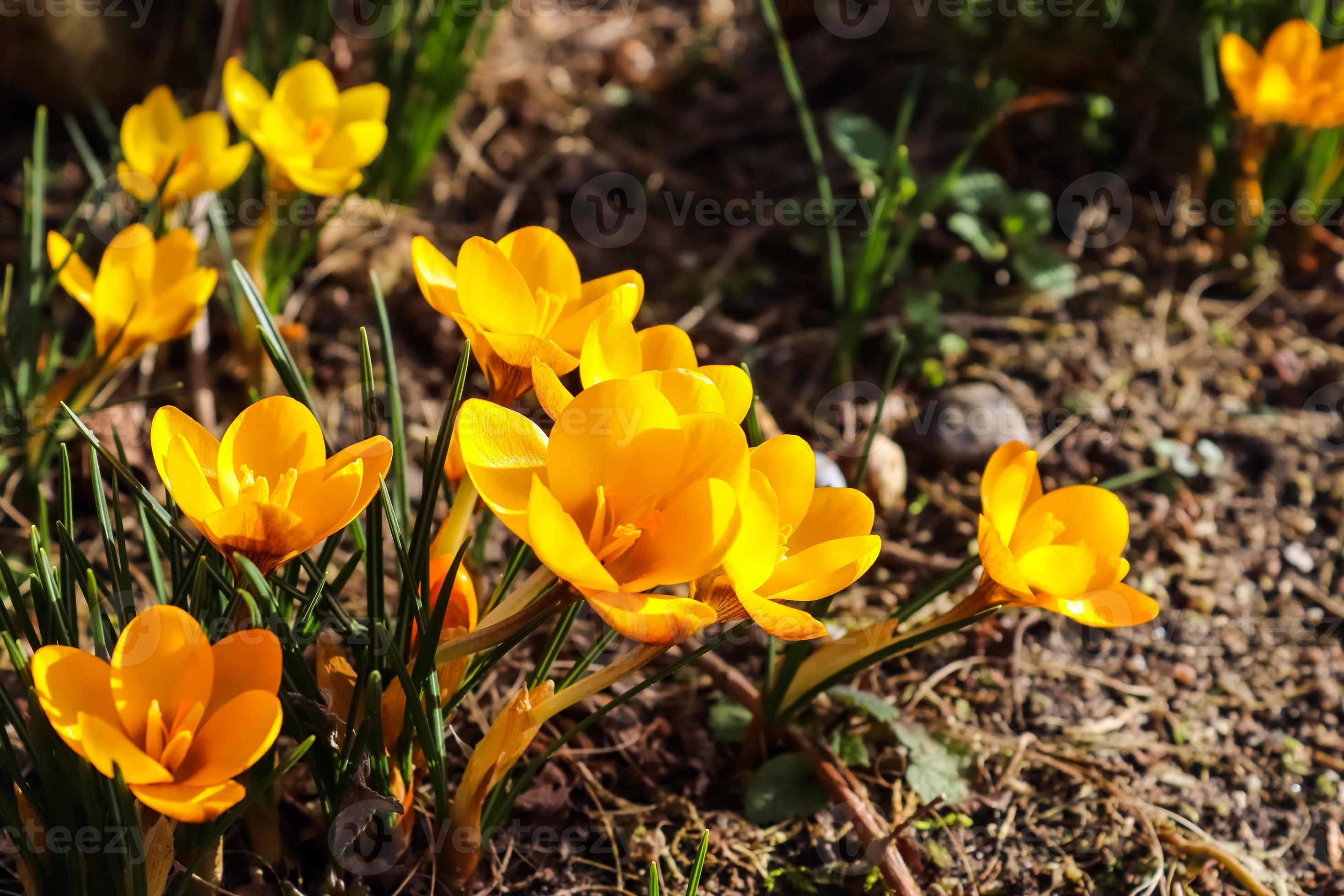Crocus Sativus Yellow Flower seeds for Planting - Garden Favorite, Heirloom & GMO Free Seeds for Home Garden