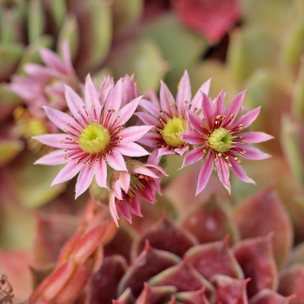 Sempervivum Flower seeds for Planting - Vibrant Colors, Heirloom & GMO Free Seeds for Home Garden