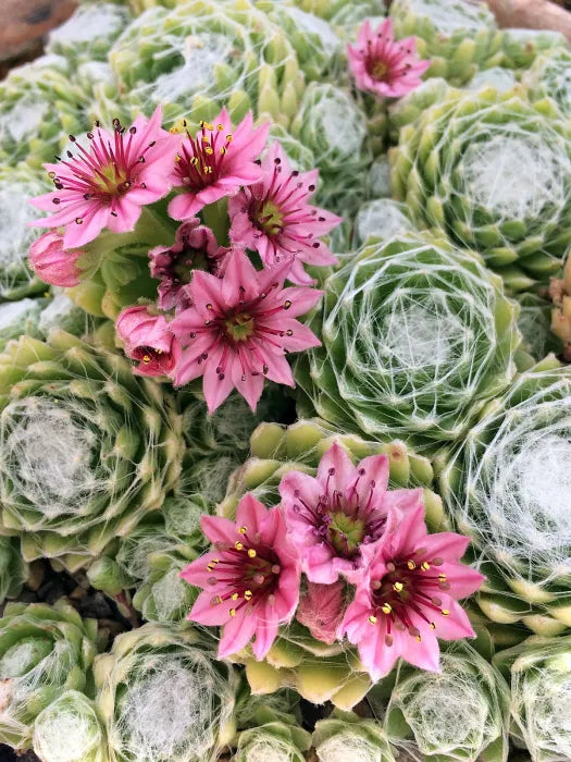 Sempervivum Flower seeds for Planting - Vibrant Colors, Heirloom & GMO Free Seeds for Home Garden