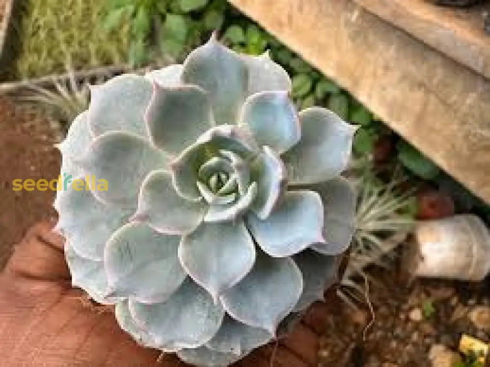 Sempervivum Plant Seeds: Essential Planting Guide Seeds