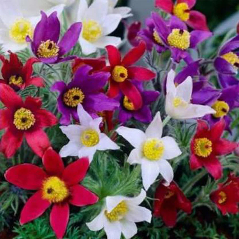 Pulsatilla Flower seeds for Planting - Hardy Variety, Heirloom & GMO Free Seeds for Home Garden