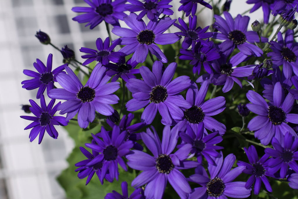 Blue Cineraria Seeds - Ideal for Planting Heirloom Non-GMO Seeds