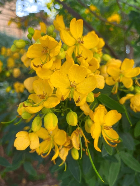 Yellow Cassia Tora Flower seeds for Planting - Vibrant Colors, Heirloom & GMO Free Seeds for Home Garden