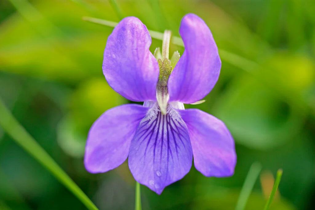 Heirloom Viola Odorata Flower seeds for Planting Perfect for Borders Heirloom & GMO Free Seeds for Home Garden