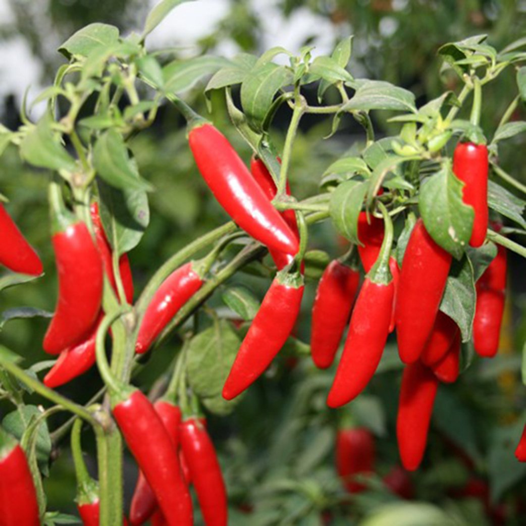 Vigorous Serrano Pepper plant grown from seeds