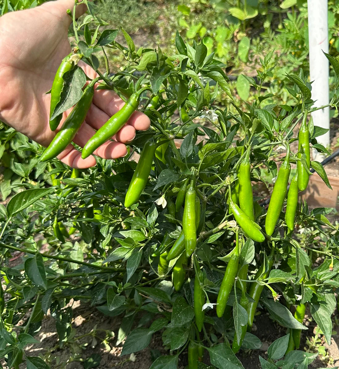 Mixed Serrano Chili Seeds for Home Gardening