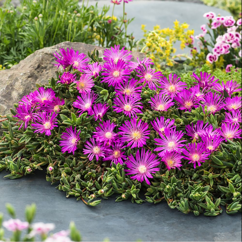 Lampranthus Roseus Flower seeds for Planting - Premium Quality, Heirloom & GMO Free Seeds for Home Garden