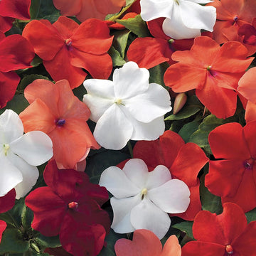 Impatiens Flower Seeds – Shade-Loving Blooming Garden Variety