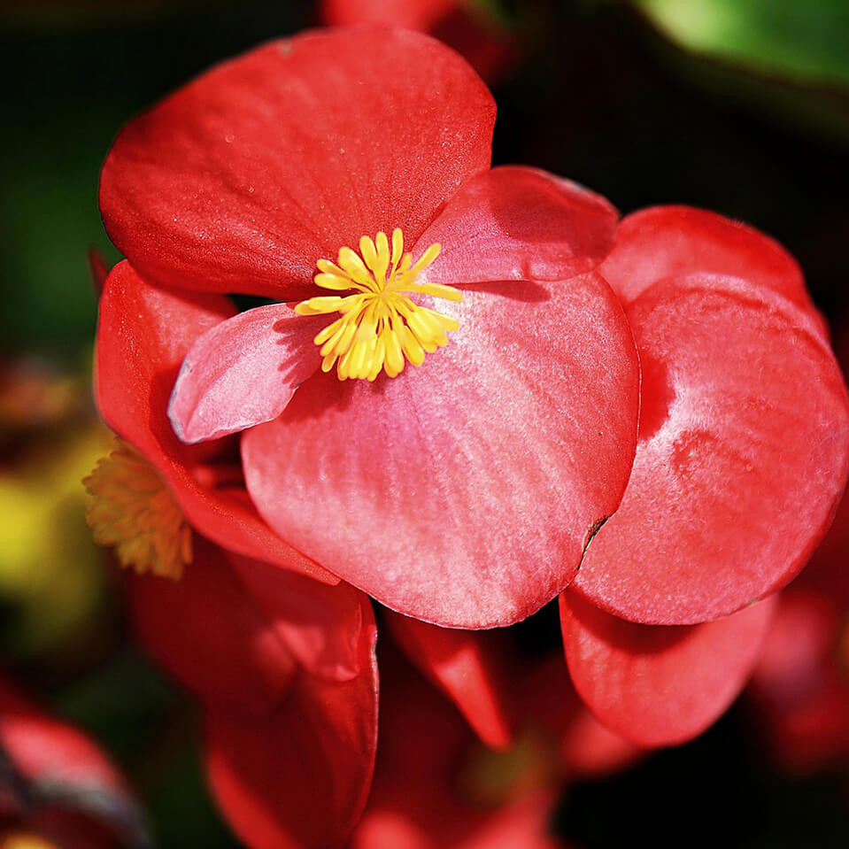 Organic Begonia Plant Seeds – Long Blooming Indoor & Garden Flowers
