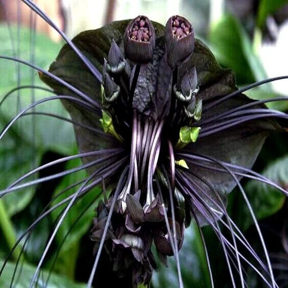 Tiger Orchid Flowers in Shaded Garden Area