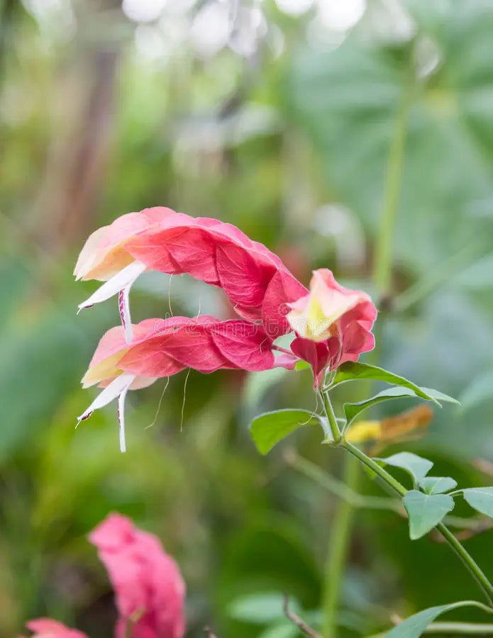 Pink Pachystachys Lutea Seeds Flower seeds for Planting - Perfect for Borders, Heirloom & GMO Free Seeds for Home Garden
