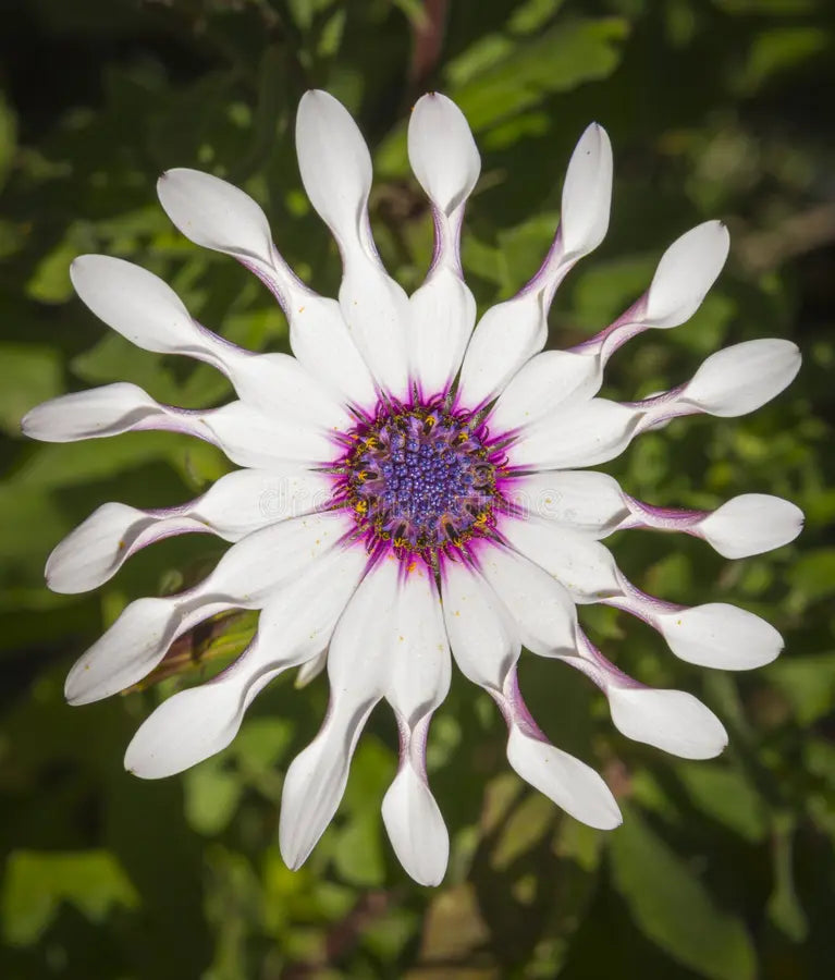 Shrubby Daisybush seeds for planting