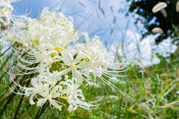 Lycoris (Lycoris Radiata) seeds for planting in home garden