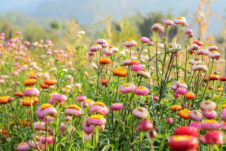 MultiColour Helichrysum Bracteatum Flower Seeds for Planting Cottage Garden Essential Heirloom & GMO Free Seeds for Home Garden
 
 Sale