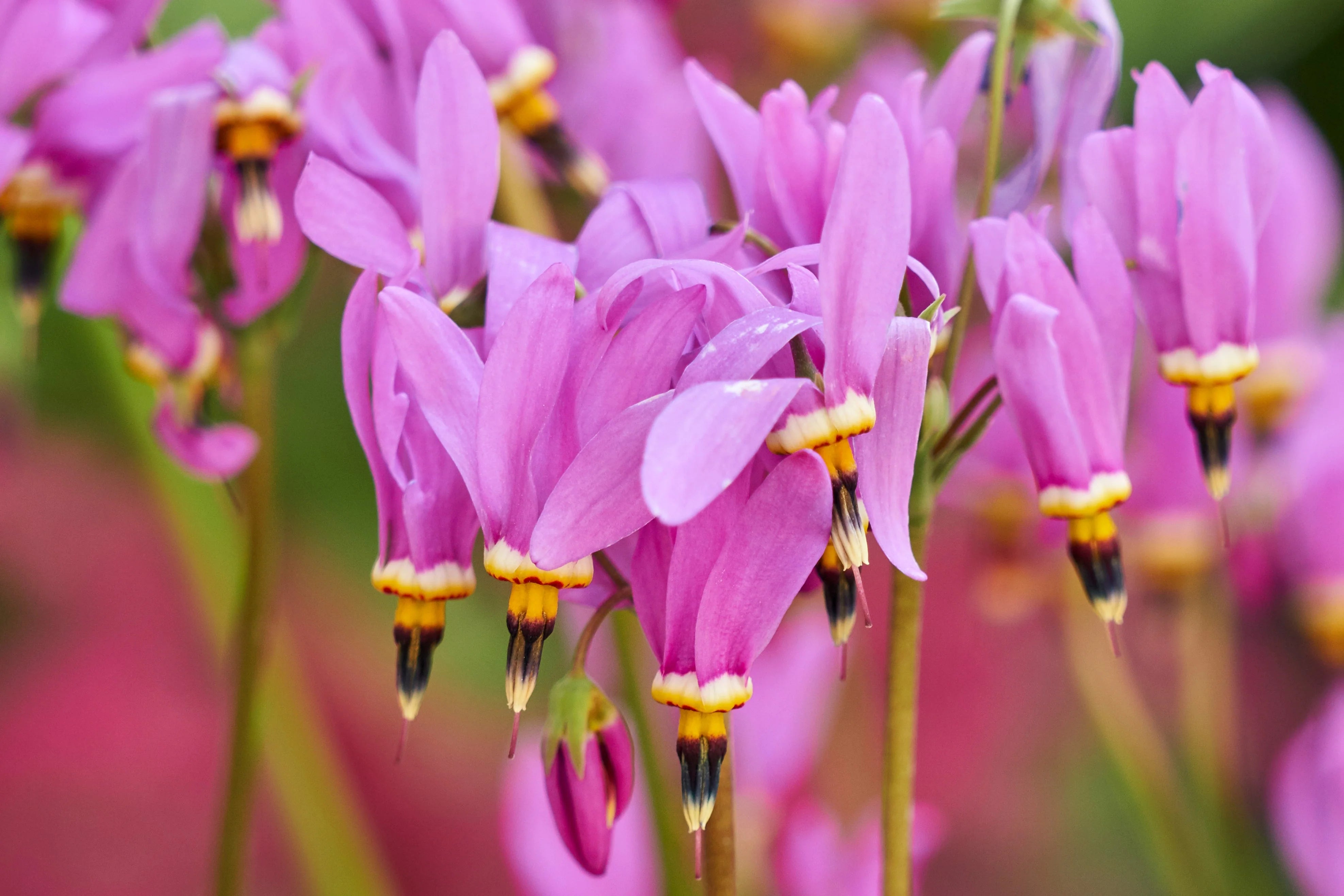 Pink Midland Shooting Flower seeds for Planting - Shade Tolerant, Heirloom & GMO Free Seeds for Home Garden