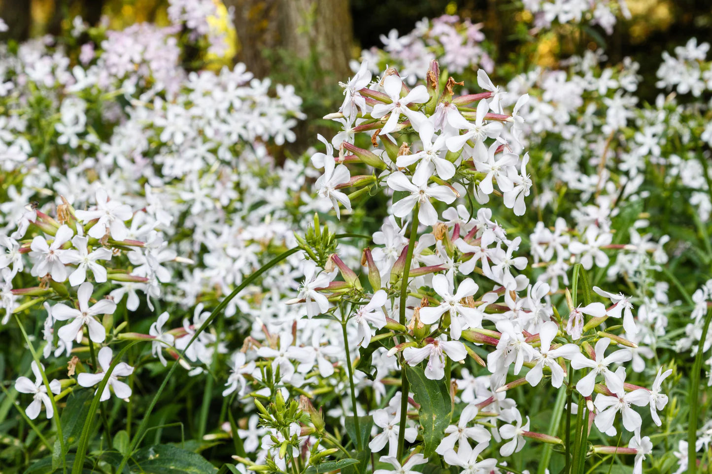 Saponaria Flower seeds for Planting - Bright Blooms, Heirloom & GMO Free Seeds for Home Garden