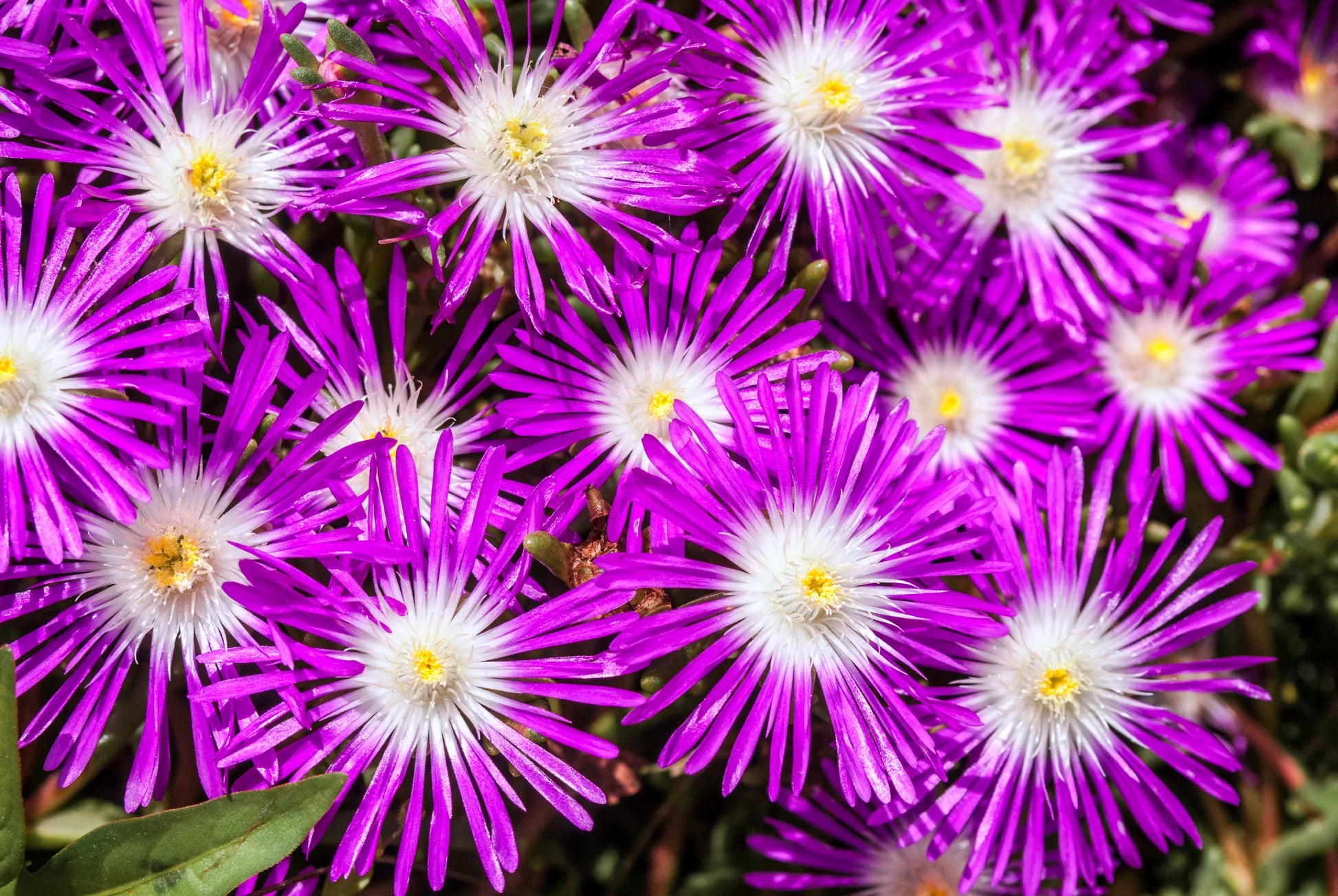 Purple Delosperma Stardust Flower seeds for Planting - Cut Flower Favorite, Heirloom & GMO Free Seeds for Home Garden