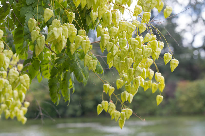 Golden Koelreuteria Tree Seeds for Planting  Guide & Tips
