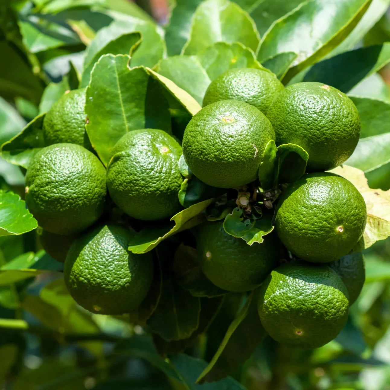 Key Lime Seeds Citrus Aurantiifolia Delicious Evergreen Shurb Fragrant Juicy Flavorful Cooked Culinary Patio Containers Outdoor Fruit Tree Seeds