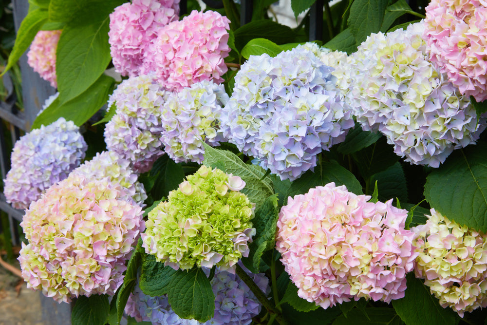 Pastel Rainbow Hydrangea Flower seeds for Planting - Long Bloom Season, Heirloom & GMO Free Seeds for Home Garden