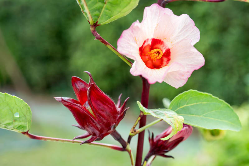 Roselle Hibiscus Sabdariffa Flower seeds for Planting - Cut Flower Favorite, Heirloom & GMO Free Seeds for Home Garden