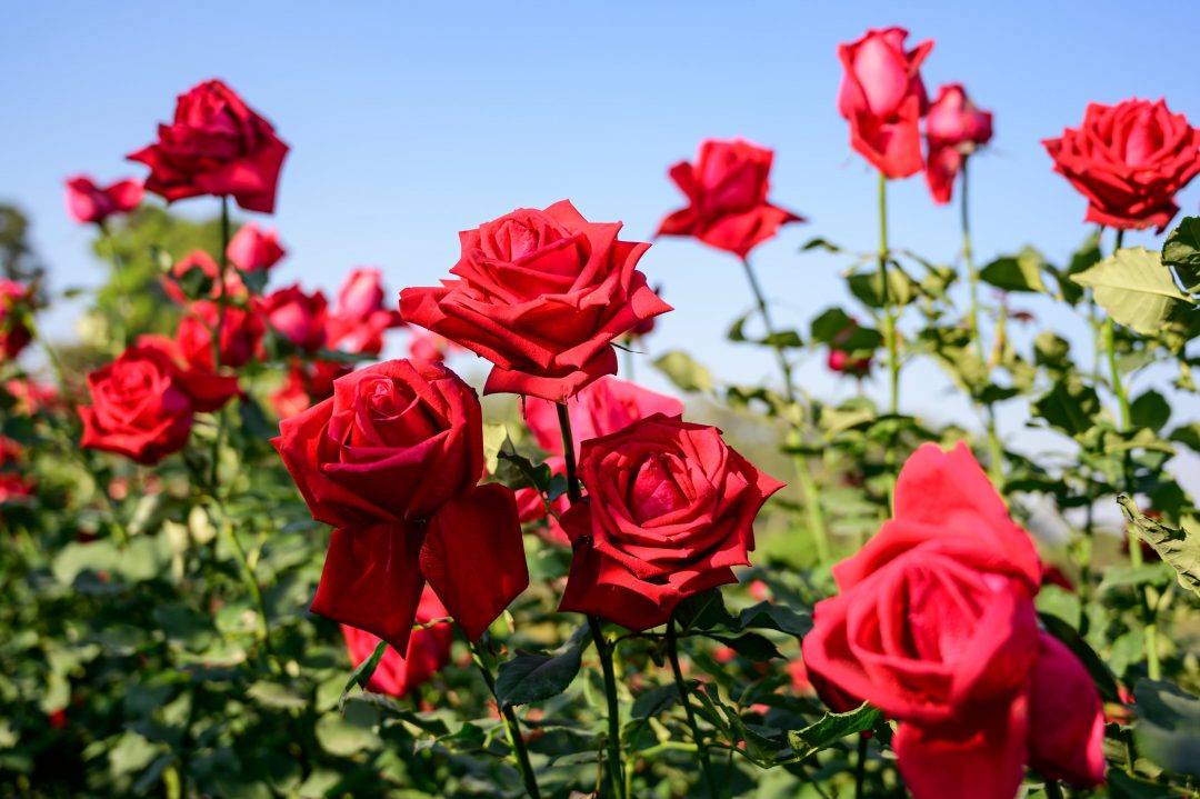 Roses Flower seeds for Planting Premium Quality Heirloom & GMO Free Seeds for Home Garden