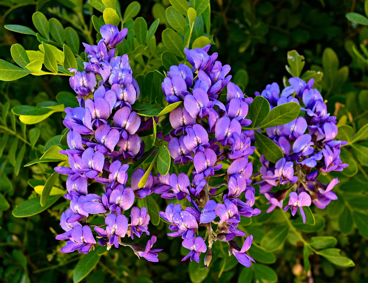 Purple Mescal Flower seeds for Planting - Compact Growth, Heirloom & GMO Free Seeds for Home Garden