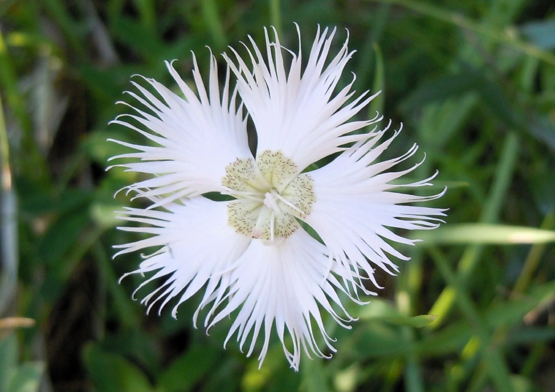 White Dianthus Superbus Planting Seeds - Flower Seeds for Garden