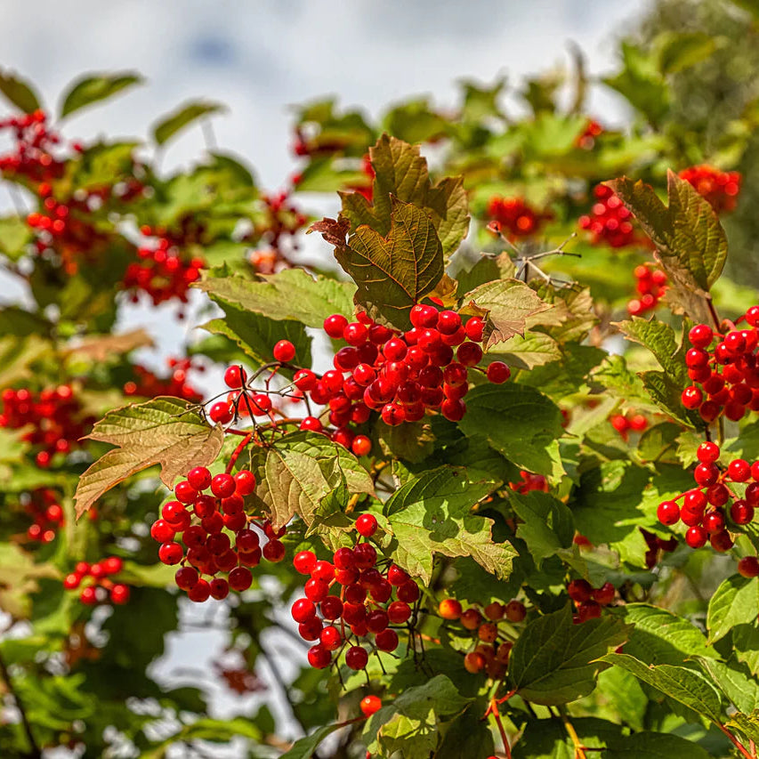 European Cranberry / Snowball Tree (Viburnum opulus) Seeds Perennial Fruit Seeds for Home Gardens, Raised Beds & Containers