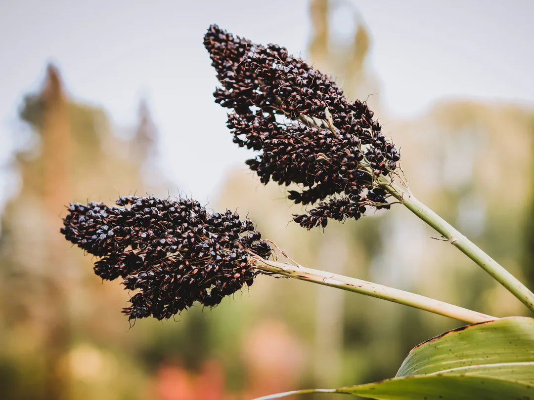 Planting Black Amber Sorghum Seeds  Stunning Addition to Your Garden
