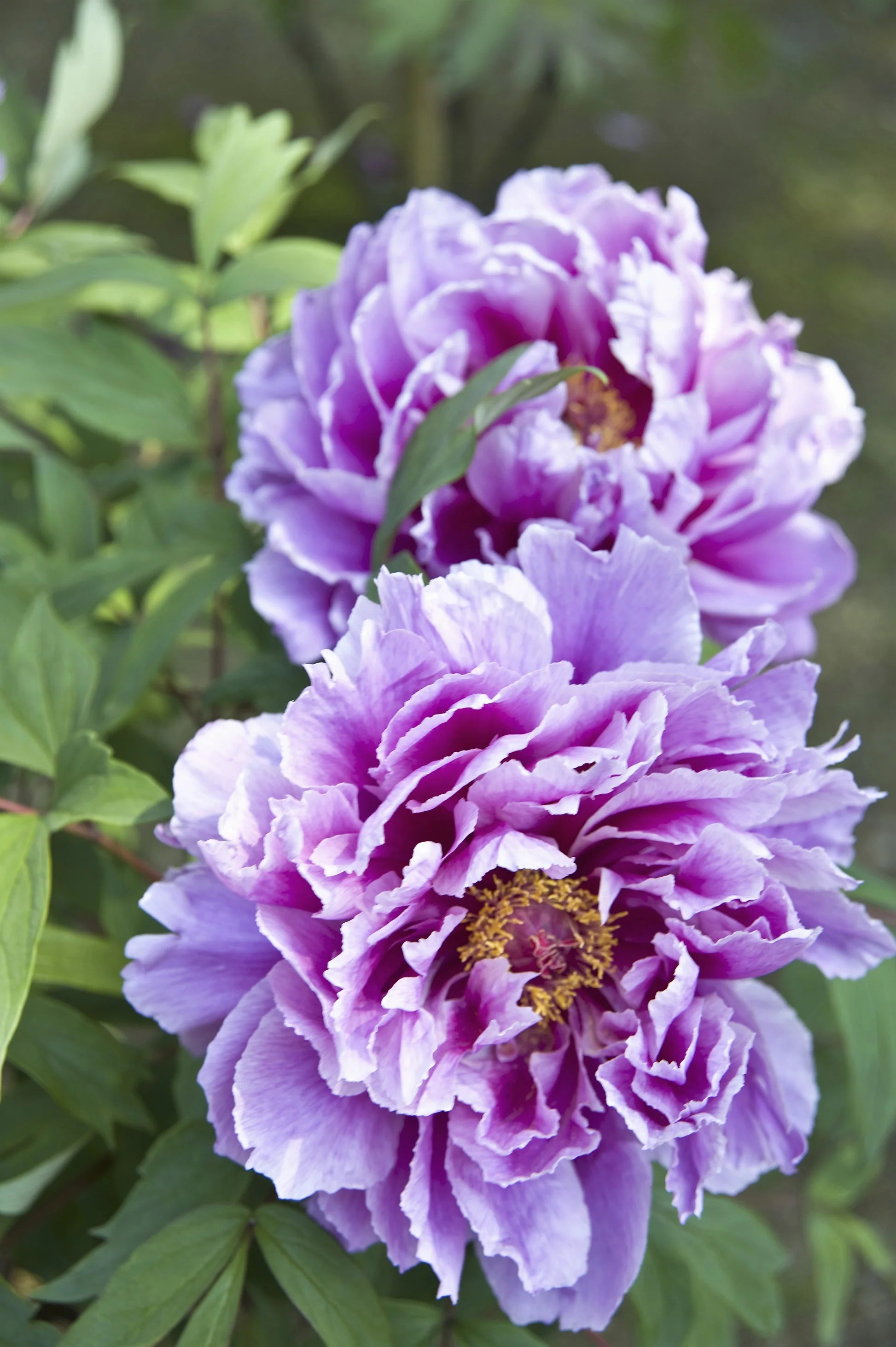 Purple Paeonia Suffruticosa Flower seeds for Planting - Hardy Variety, Heirloom & GMO Free Seeds for Home Garden
