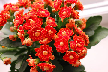 Red Yellow Kalanchoe Flower seeds for Planting - Perfect for Borders, Heirloom & GMO Free Seeds for Home Garden