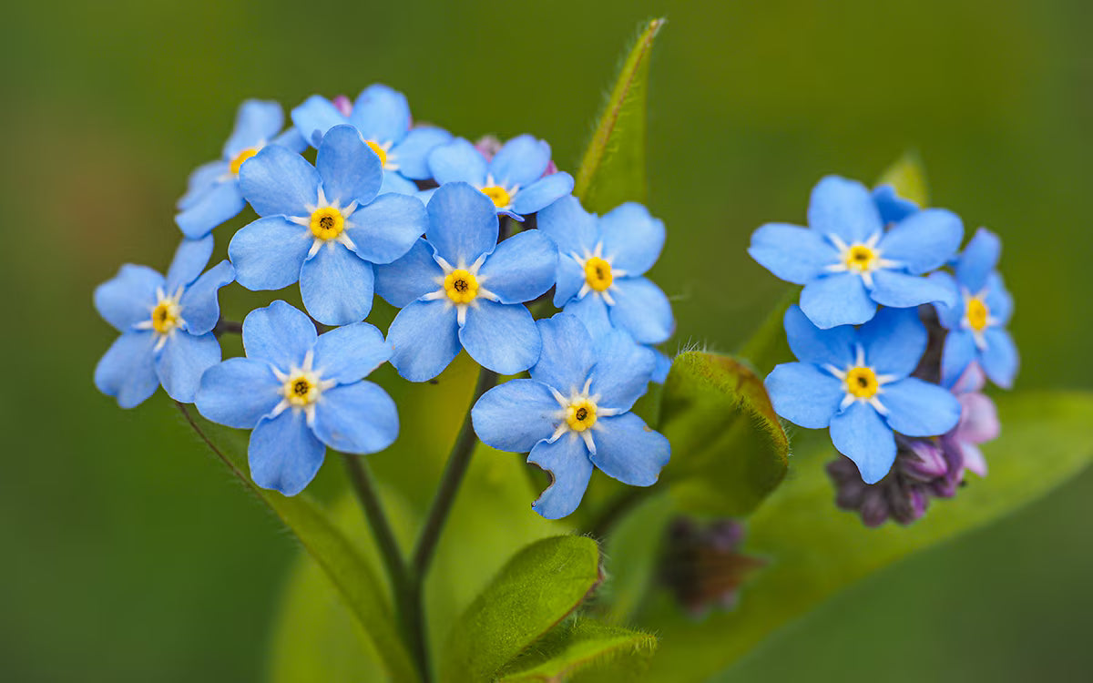 Blue Myosotis Alpestris Flower seeds for Planting - Cut Flower Favorite, Heirloom & GMO Free Seeds for Home Garden