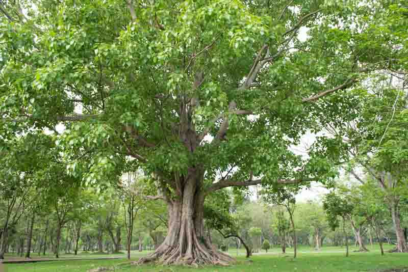 Bodhi Tree Seeds for Planting