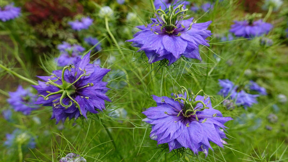 Pink Nigella Damascena Flower seeds for Planting - Wildflower Mix, Heirloom & GMO Free Seeds for Home Garden