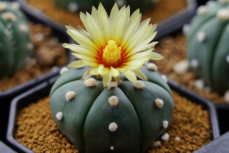 Mixed Astrophytum Flower seeds for Planting - Drought Tolerant, Heirloom & GMO Free Seeds for Home Garden