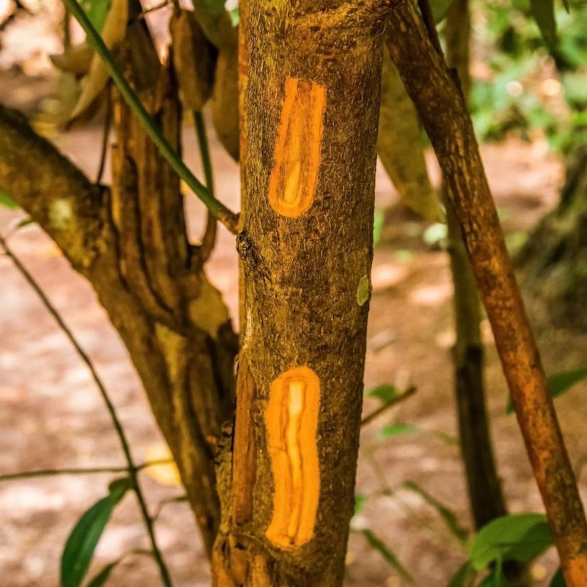 Cinnamon Seed Planting Pack
