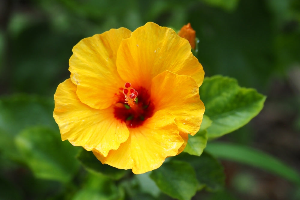 Hibiscus Light Yellow Flower seeds for Planting - Bright Blooms, Heirloom & GMO Free Seeds for Home Garden