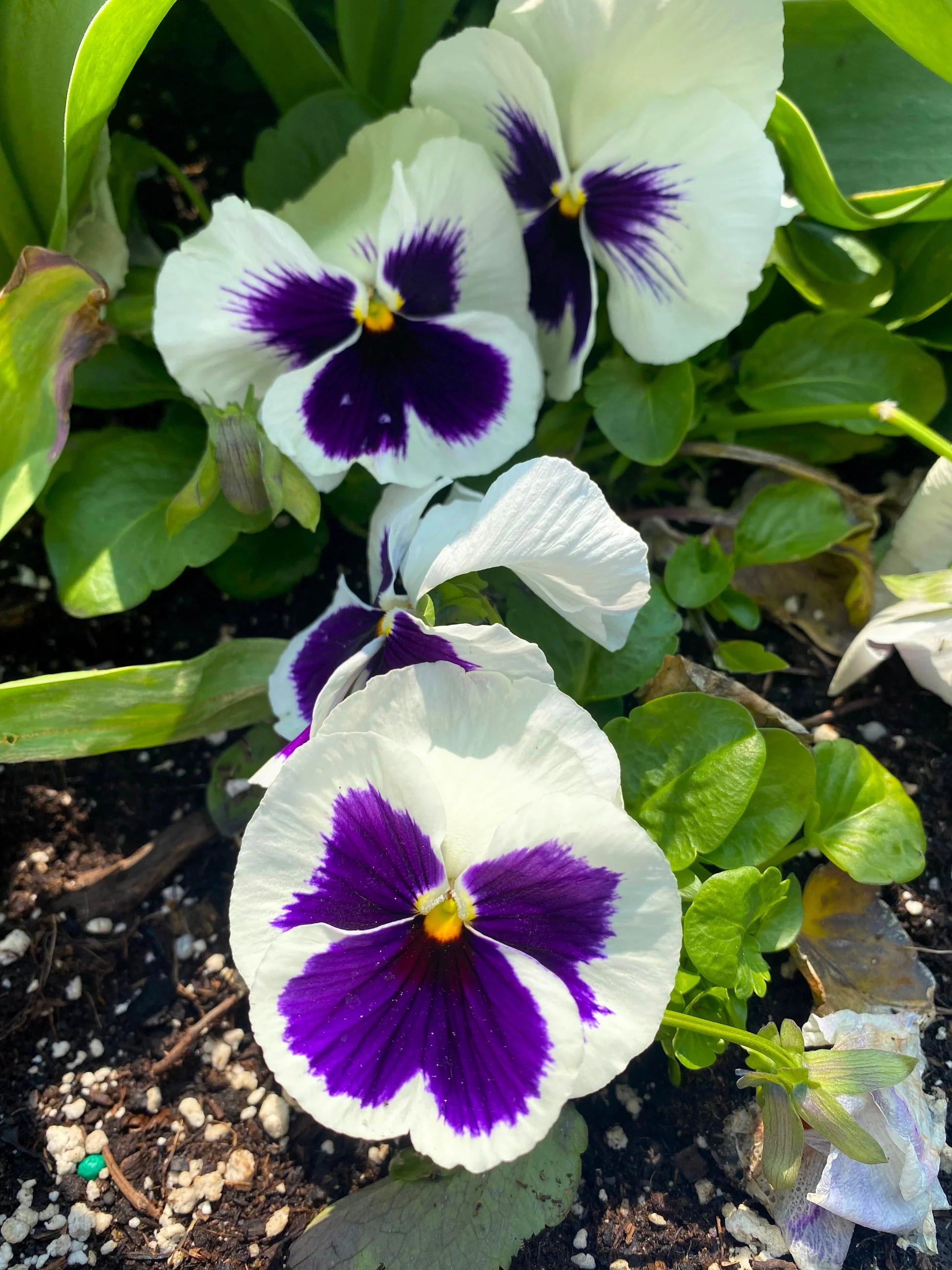 White Blue Wittrockiana Flower seeds for Planting - Easy to Grow, Heirloom & GMO Free Seeds for Home Garden