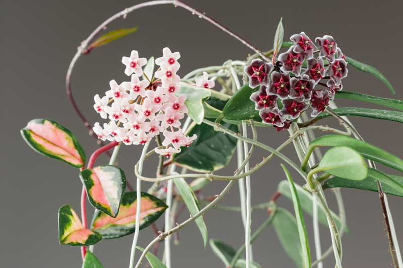 Mixed Color Hoya Flower Seeds for Planting Shade Tolerant Heirloom & GMO Free Seeds for Home Garden
 
 Sale