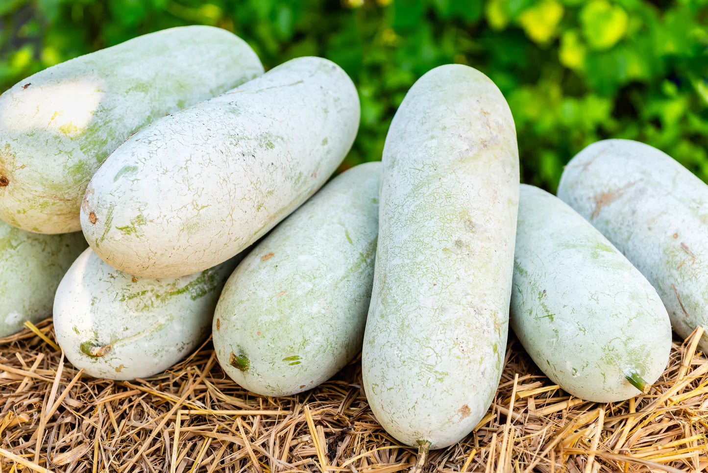 Wax Gourd Planting Seeds  Ideal for Your Vegetable Garden