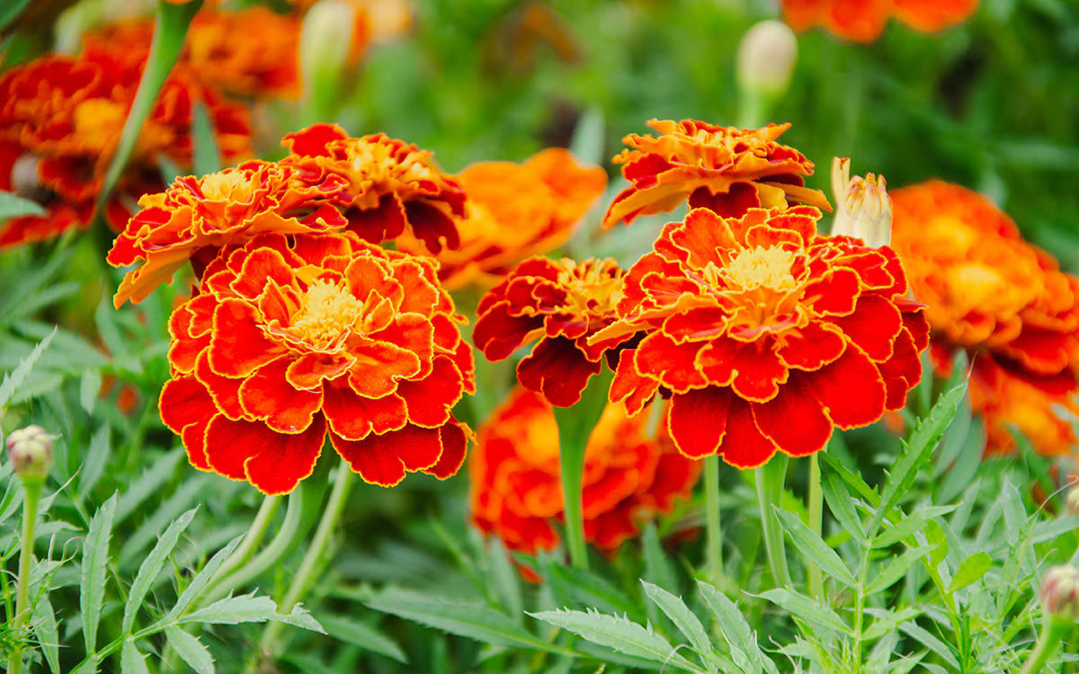 Red Flower Pot Flower seeds for Planting - Vibrant Colors, Heirloom & GMO Free Seeds for Home Garden