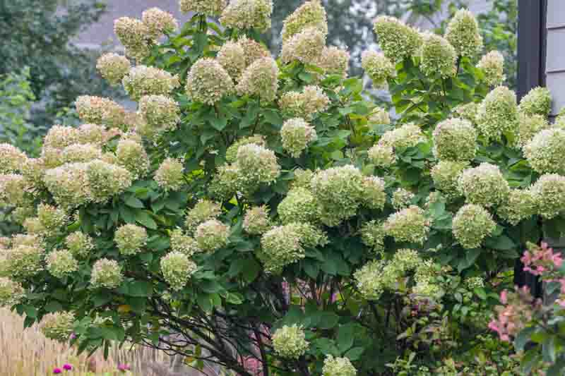 Light Yellow Hydrangea Flower seeds for Planting - Cut Flower Favorite, Heirloom & GMO Free Seeds for Home Garden