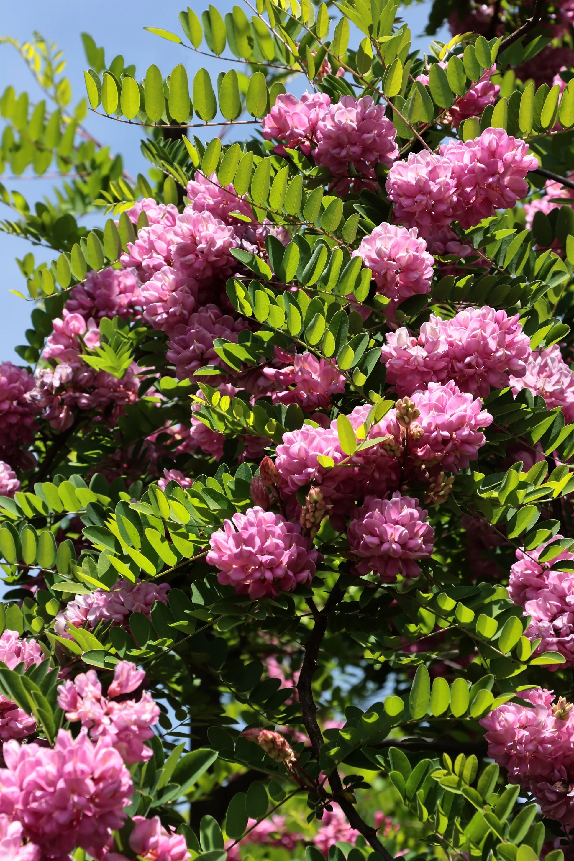 Pink Locust Tree Seeds for Easy Planting