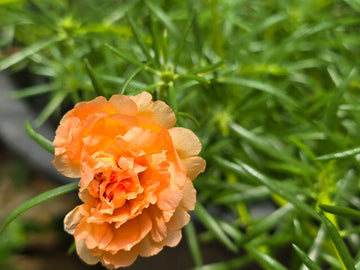 Light Orange Carnation Flower seeds for Planting - Wildflower Mix, Heirloom & GMO Free Seeds for Home Garden