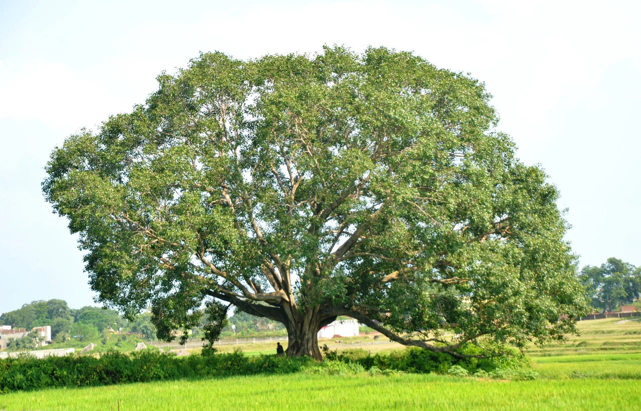 Bodhi Tree Seeds for Planting