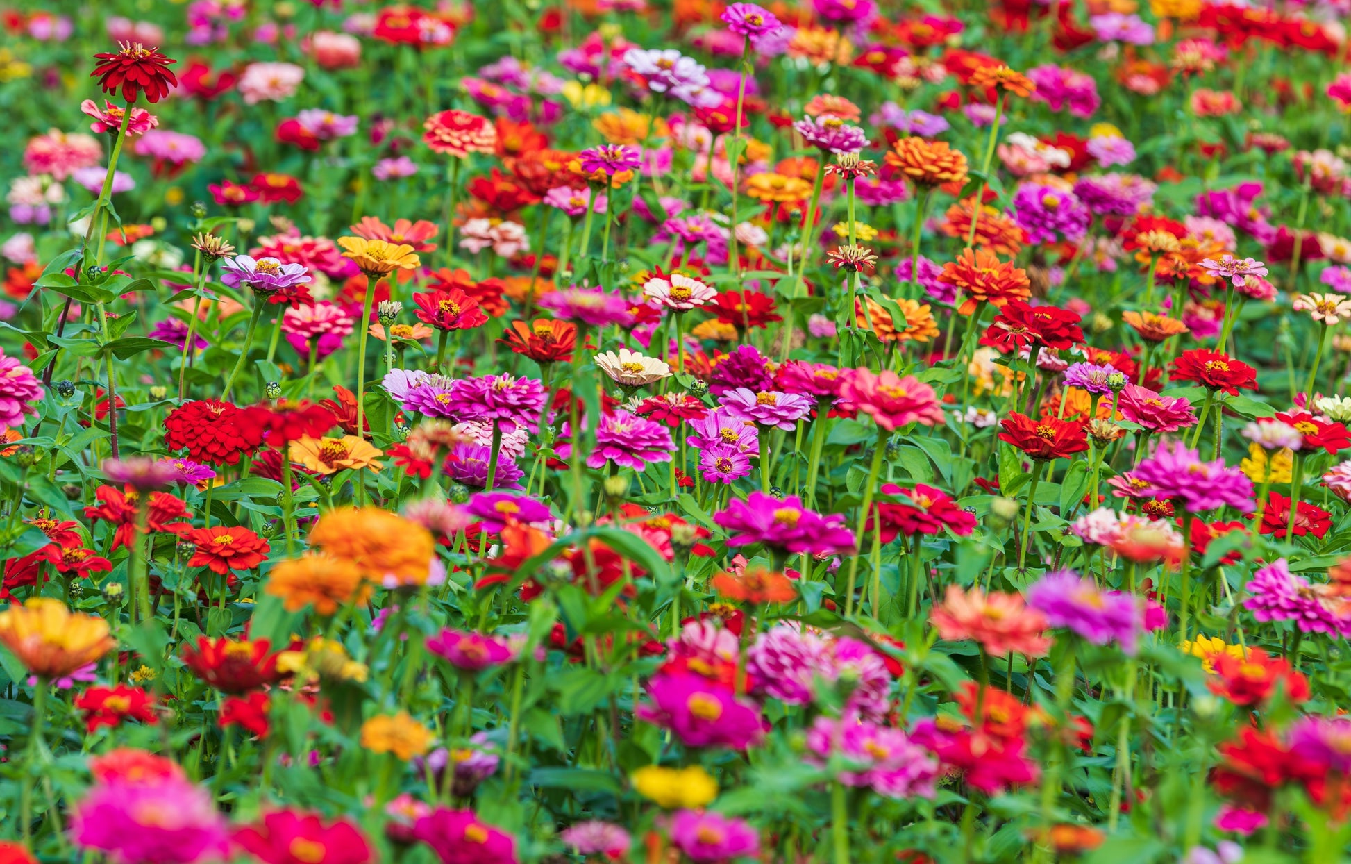 MultiColor Zinnia Flower seeds for Planting Easy to Grow Heirloom & GMO Free Seeds for Home Garden