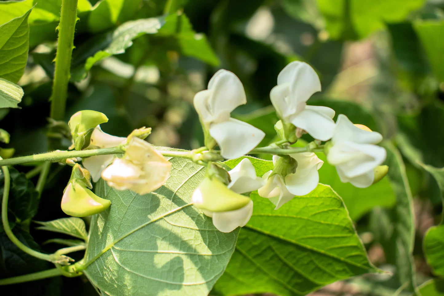 White Dixie Butter Vegetable Seeds for Planting