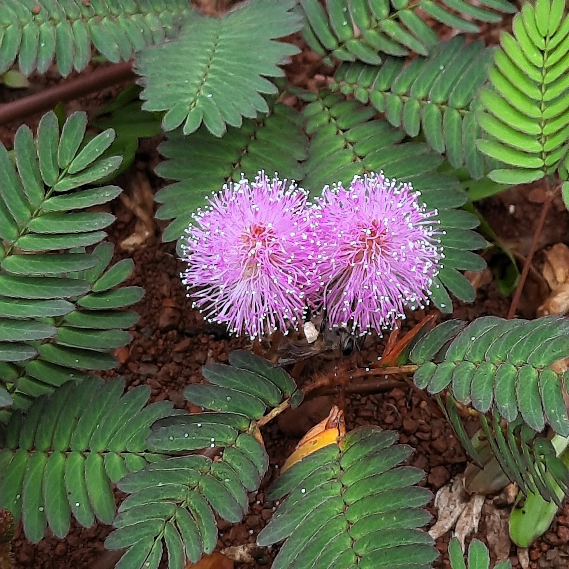 Mimosa Flower seeds for Planting - Sun Loving, Heirloom & GMO Free Seeds for Home Garden